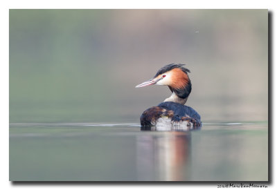 Fuut - Great Crested Grebe 20140328