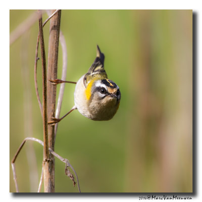 Vuurgoudhaan - Firecrest 20140403