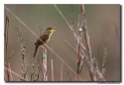 Sprinkhaanzanger - Pallas Grasshopper Warbler 20140404