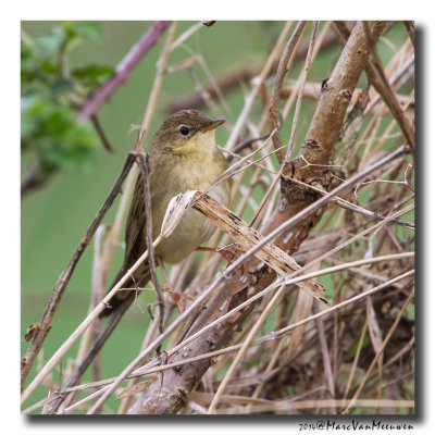 Sprinkhaanzanger - Pallas Grasshopper Warbler 20140404