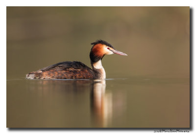 Fuut - Great Crested Grebe 20140328