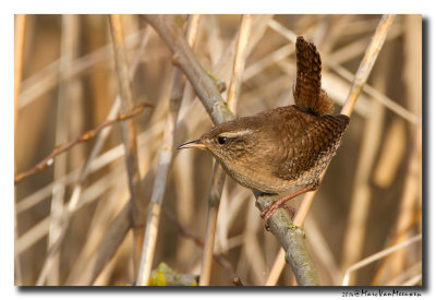 Winterkoning - Eurasian Wren 20140331