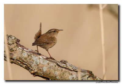 Winterkoning - Eurasian Wren 20140331