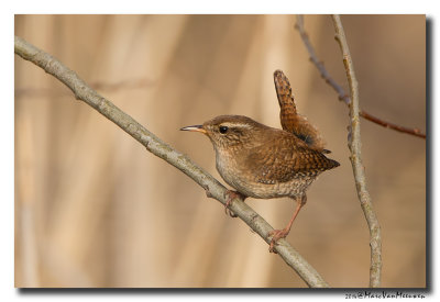 Winterkoning - Eurasian Wren 20140331