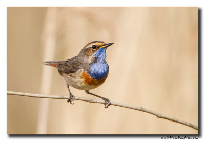 Blauwborst - Bluethroat 2014