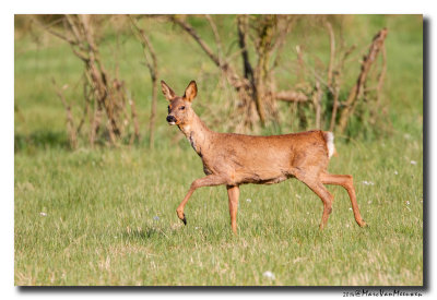 Ree - Roe Deer 20140405