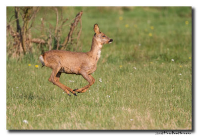 Ree - Roe Deer 20140405