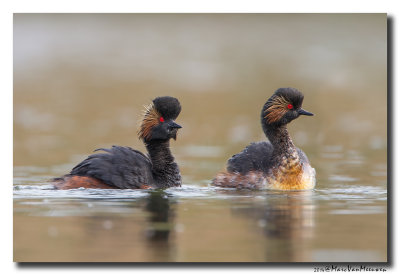 Geoorde Fuut - Black-necked Grebe 2014