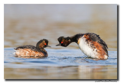 Geoorde Fuut - Black-necked Grebe 2014