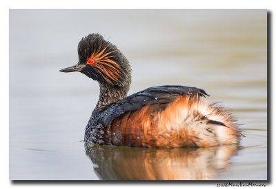 Geoorde Fuut - Black-necked Grebe 2014