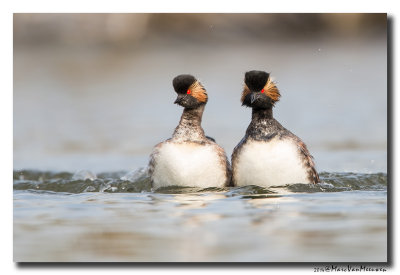 Geoorde Fuut - Black-necked Grebe 2014