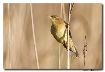 Sprinkhaanzanger - Pallas Grasshopper Warbler 20140410