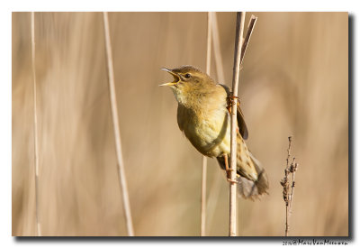 Sprinkhaanzanger - Pallas Grasshopper Warbler 