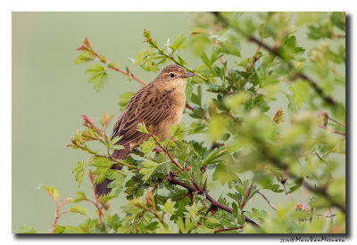 Sprinkhaanzanger - Pallas Grasshopper Warbler 20140411