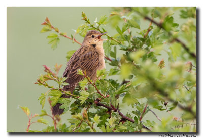 Sprinkhaanzanger - Pallas Grasshopper Warbler 20140411