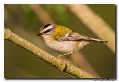Vuurgoudhaan - Firecrest 