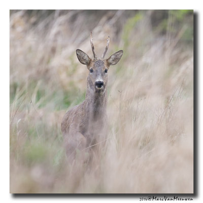 Ree - Roe Deer 20140413