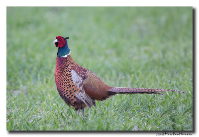 Fazant - Pheasant 2014