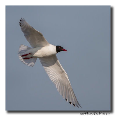 Zwartkopmeeuw - Mediterranean Gull hybride 20140419