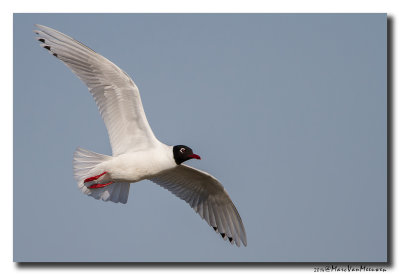 Zwartkopmeeuw - Mediterranean Gull  hybride 20140419