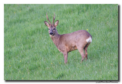 Ree - Roe Deer 20140415