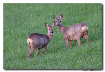 Ree - Roe Deer 20140415