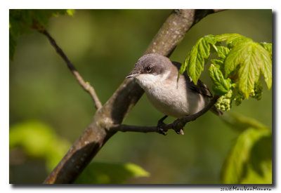 Braamsluiper - Lesser Whitethroat 20140417