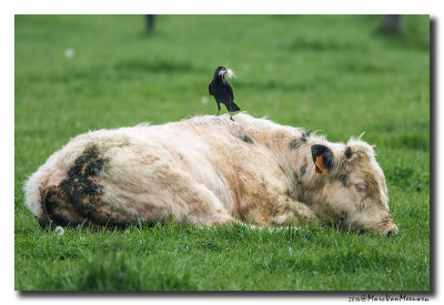 Kauw - Western Jackdaw 2014