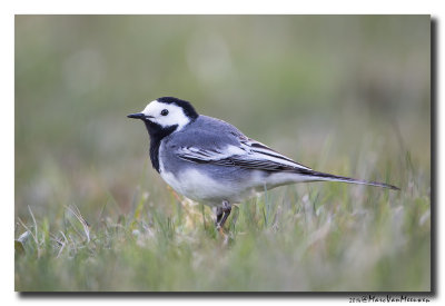 Witte Kwikstaart - White Wagtail 20140415
