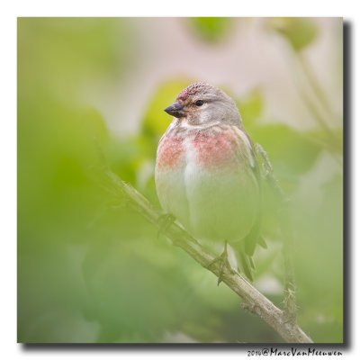 Kneu - Linnet 20140415