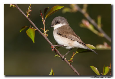 Braamsluiper - Lesser Whitethroat 20140417