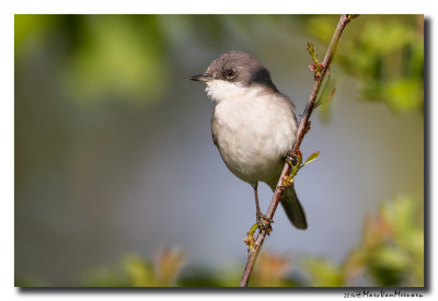 Braamsluiper - Lesser Whitethroat 20140417