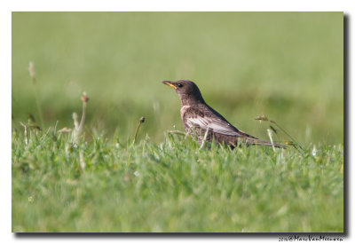 Beflijster - Ring Ouzel 20140423