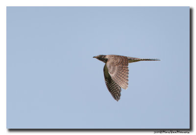 Koekoek - Cuckoo