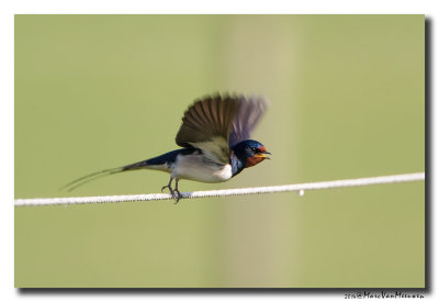 Boerenzwaluw - Barn Swallow 20140504