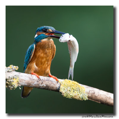 Ijsvogel - Kingfisher 2014