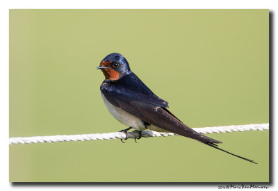 Boerenzwaluw - Barn Swallow 20140507