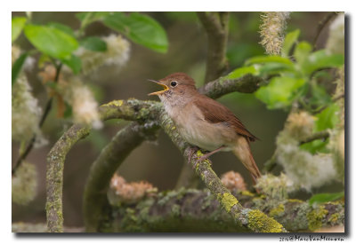 Nachtegaal - Nightingale 210501