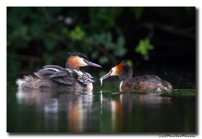 Fuut - Great Crested Grebe 20140619