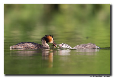 Fuut - Great Crested Grebe 20140704