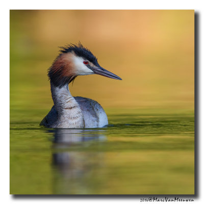 Fuut - Great Crested Grebe 20140704