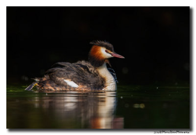 Fuut - Great Crested Grebe 20140624