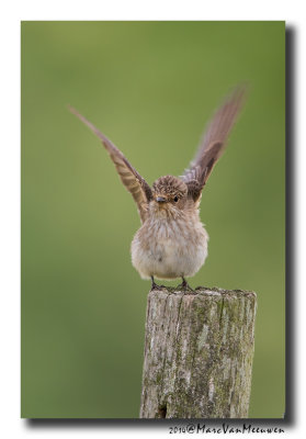 Grauwe Vliegenvanger - Spotted Flycatcher 20140626