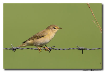 Fitis - Willow Warbler 20140723