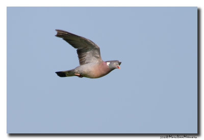 Houtduif - Wood Pigeon 20140724