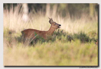 Ree - Roe Deer 20140719