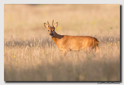 Ree - Roe Deer 20140719