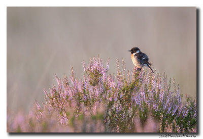Roodborsttapuit - Stonechat 20140719
