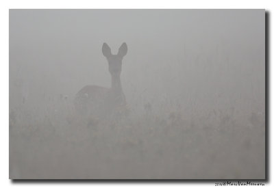 Ree - Roe Deer 20140805