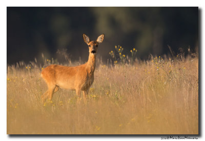 Ree - Roe Deer 20140805